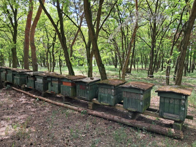 Skansen Pszczelarski w Kostrzynie nad Odrą