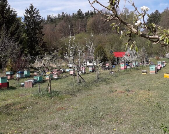 Gospodarstwo Pszczelarskie Wojciech Suchowera