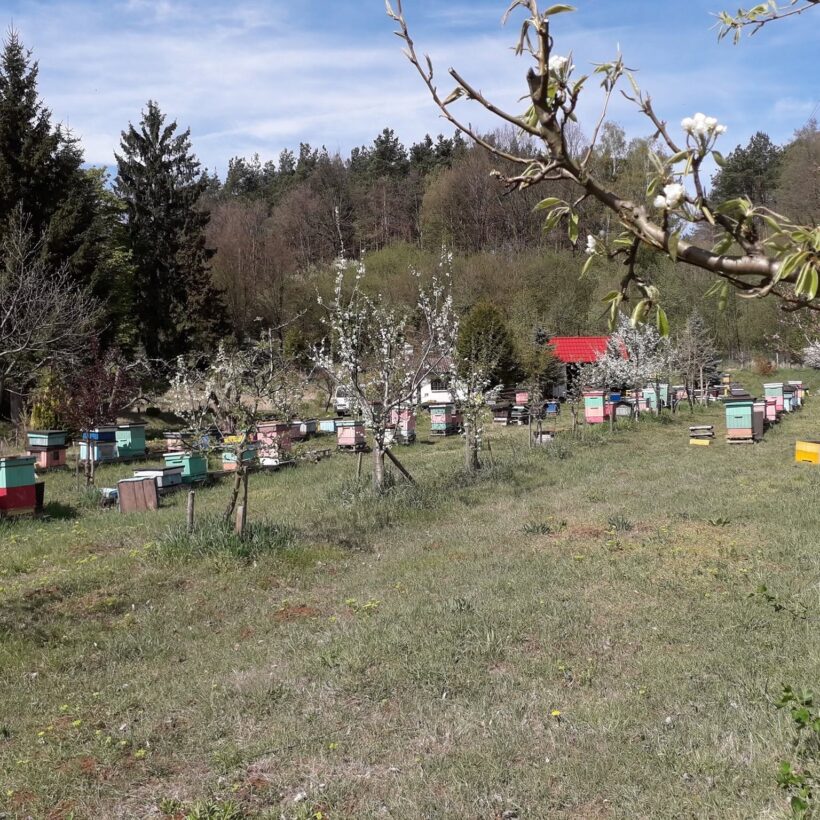 Gospodarstwo Pszczelarskie Wojciech Suchowera